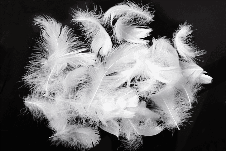 duck-goose-feathers