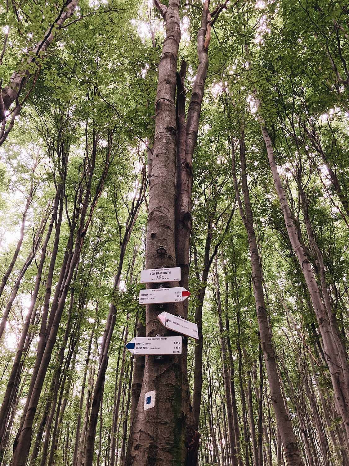 Den 2 Karpatske Lesy 2 Edit