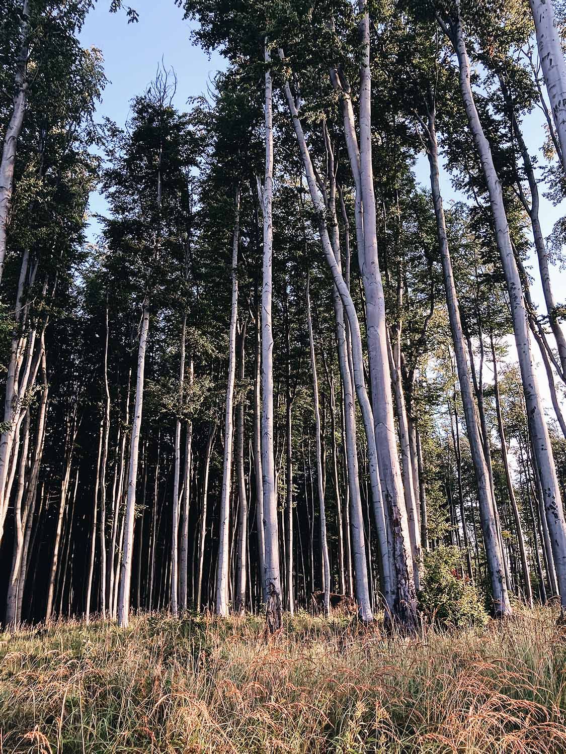 Den 2 Karpatske Lesy 3 Edit