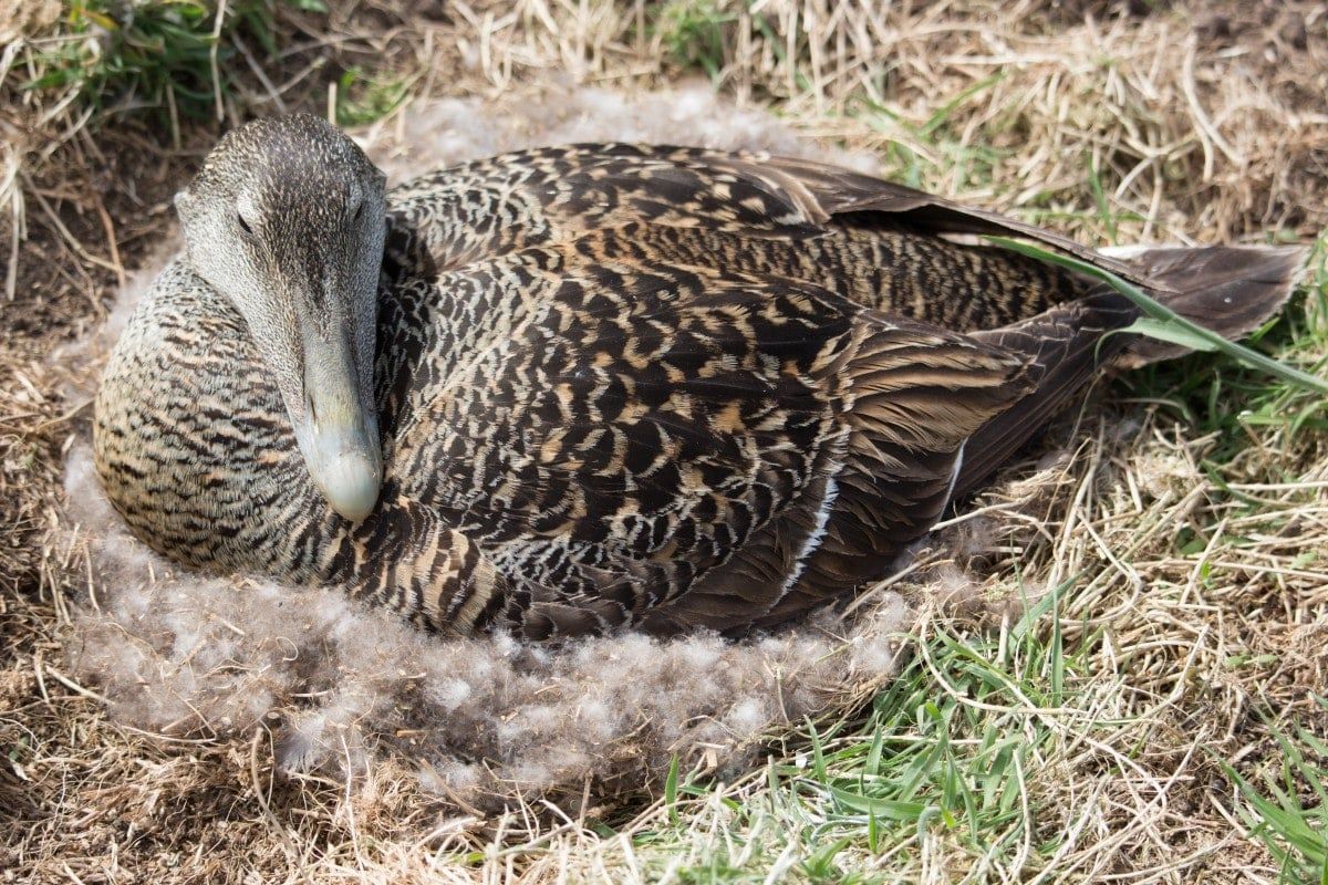 eider_duck_nest_nesting_bird_seabird_eider_duck_wildlife-1193649