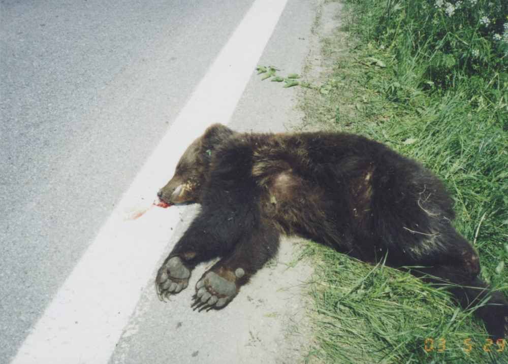 Autem Srazeny Medved 01