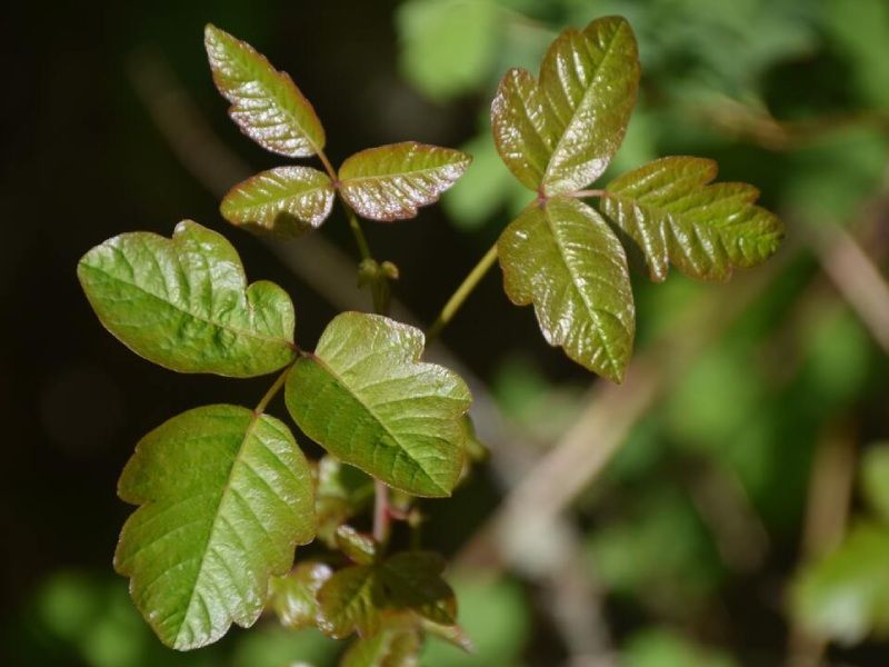 poison-oak_orig-1